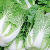 白菜大量优惠供应