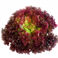 罗莎红生菜新鲜花叶花边西餐配菜果蔬绿色蔬菜沙拉火锅