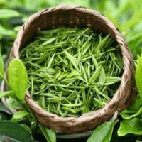 大别山山下信阳明前茶叶