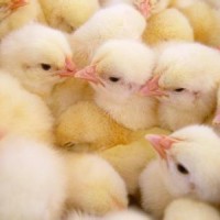 破壳各种鸡苗 量大价优