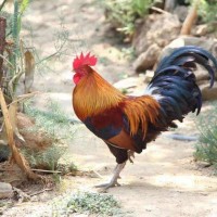长期出售跑山鸡