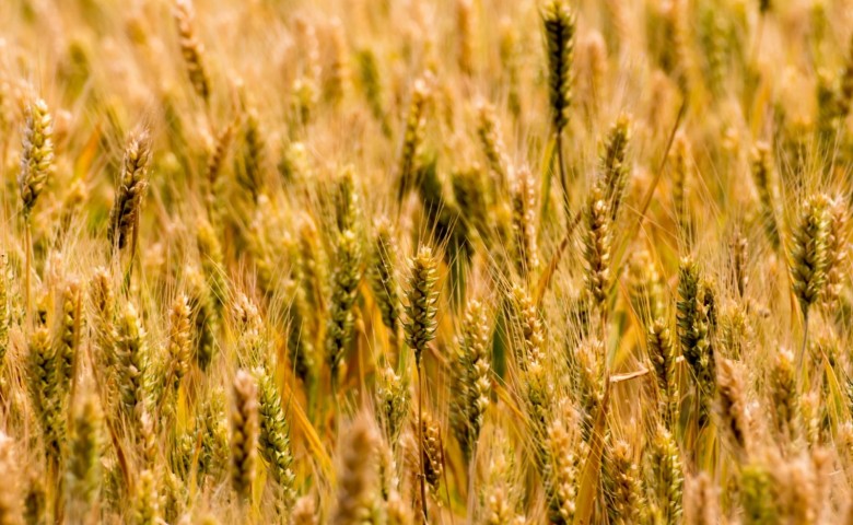 国家粮食和物资储备局印发优质粮食工程“六大提升行动" 增加优质粮油供给提升仓储保障能力