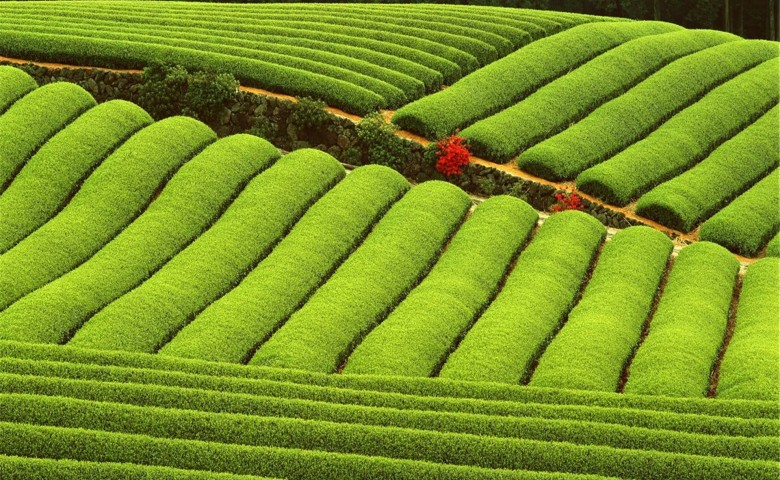 春节生产不停顿 丰富市民“菜篮子”
