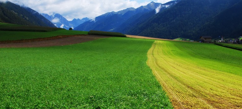 小麦晚播应变栽培技术“四补一促