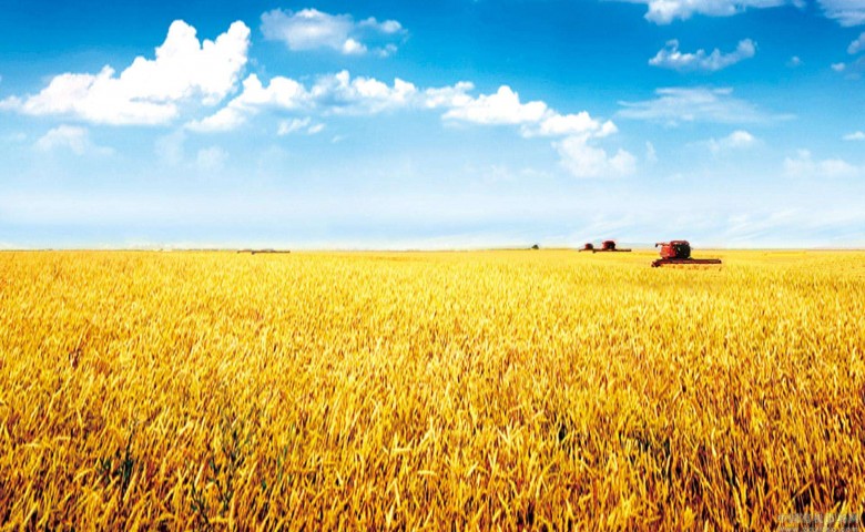 小麦黄斑叶枯病