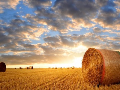 高产玉米种子大棒玉米士海718