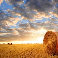 高产玉米种子大棒玉米士海718