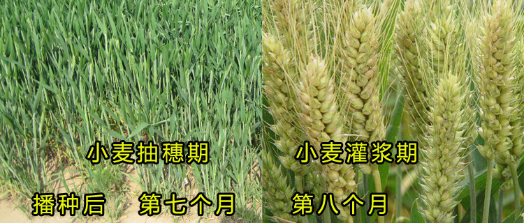 O1CN012JLXSwLroNc8hwQ_!!63669405