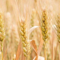 小麦