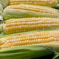 玉米