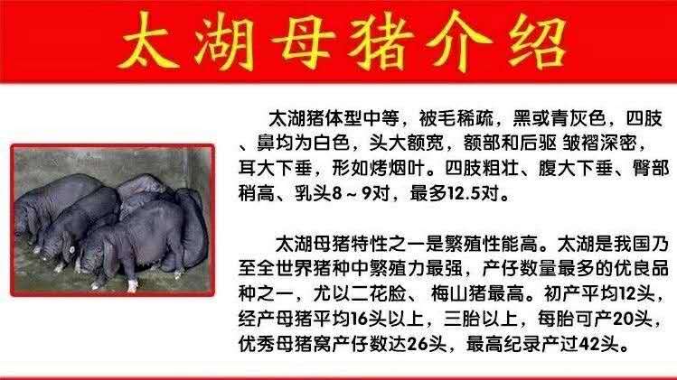 O1CN01xNnK2y2JhWcHkO0SH_!!2207109079453