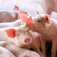 原种太湖苏太二元长白母猪杜洛克大约克公猪活体育肥猪仔活苗包邮