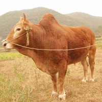 肉牛犊母牛低价促销西门塔尔种牛3-6个月鲁西黄牛改良小黄牛包邮