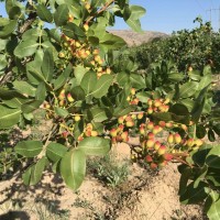 高光效开心形果树如何培育