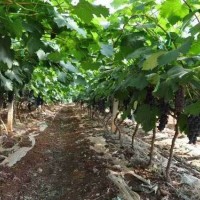 葡萄超高产一边倒技术