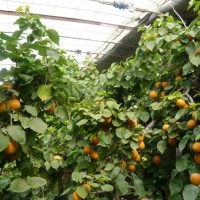 温室大棚杏树高产栽培技术