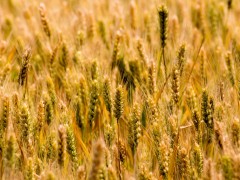 定州农业科技园区总体规划20150330（印刷文本上报）