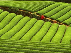 关于鼓励招商引资促进经济高质量发展若干措施（试行）