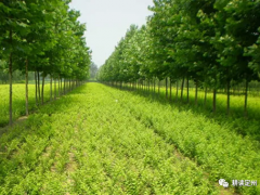 定州大辛庄镇齐堡村：种下苗木“摇钱树” 念好生态“致富经”